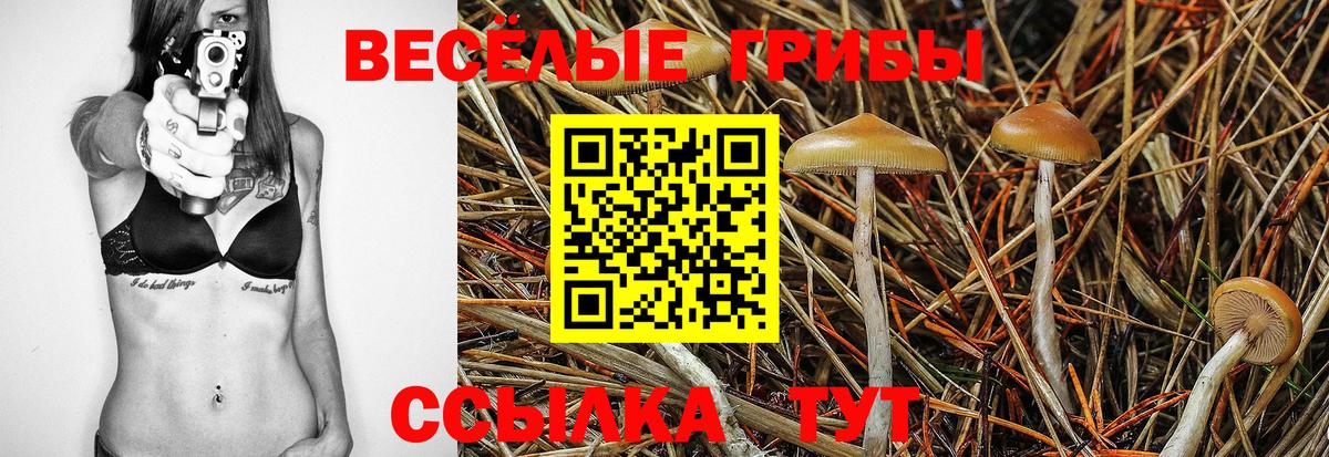 Псилоцибиновые грибы Psilocybe  Вход с VPN  Каменка 